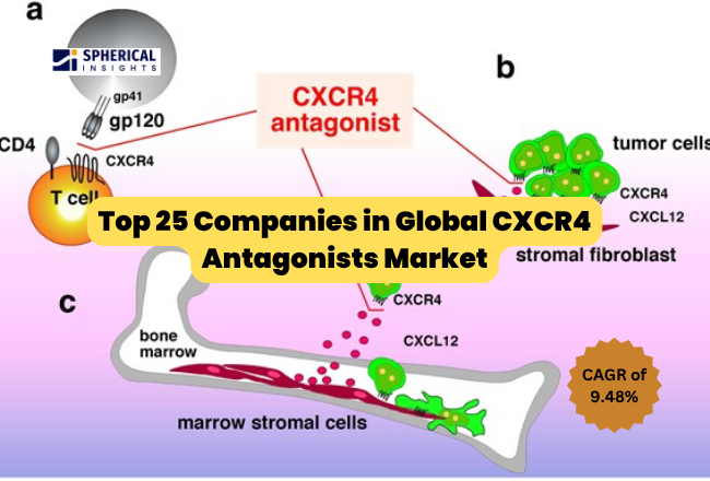 世界のCXCR4拮抗薬市場におけるトップ25企業：戦略的概要と将来動向（2026年～2035年）